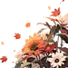 右侧，花朵，枫叶，红色，红花