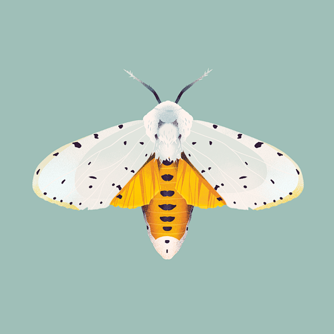 Moths : A series of ...