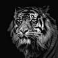 Sumatran Tiger by Adrian Sadlier on 500px