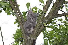 美丽的灰色小猫在树枝上，背景，壁纸。