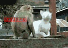 点小点采集到搞笑gif
