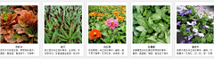 FD-landscape采集到植物选型