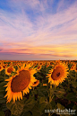 Sunflower field, Colorado #壁纸# #美景# #小清新#