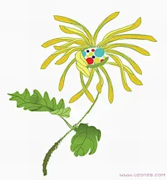 手绘菊花简笔画作品彩色图片-www.uzones.com