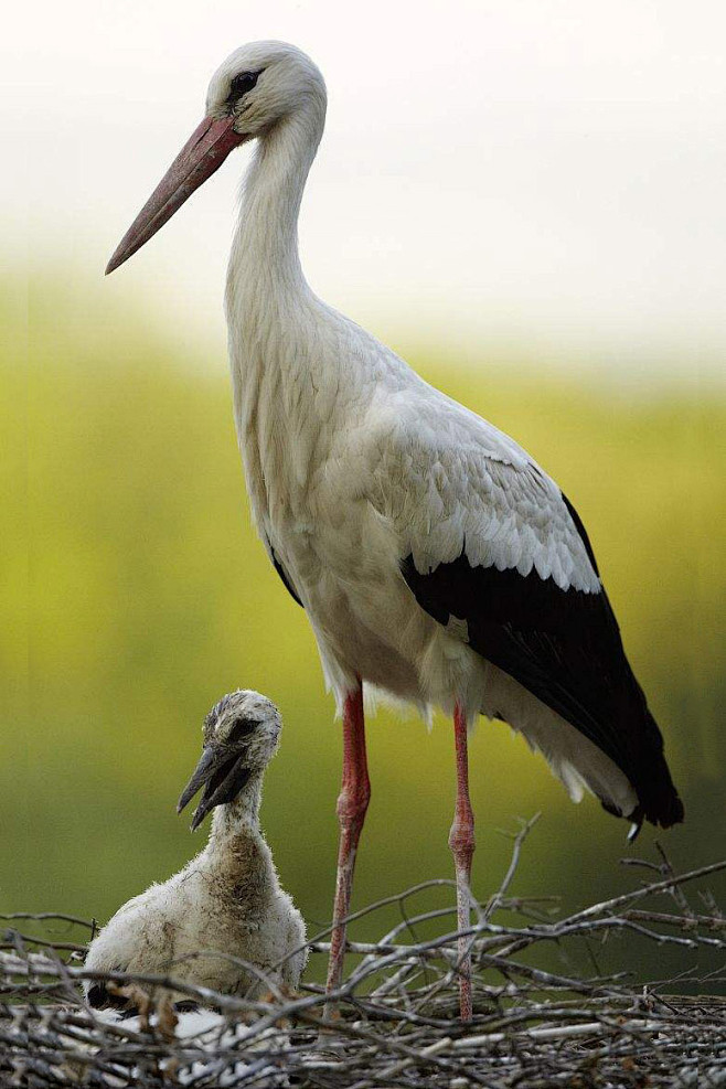 鹳形目鹳科鹳属白鹳