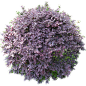 紫叶小檗1