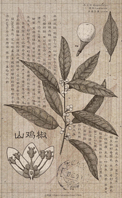 言央采集到草本药材植物