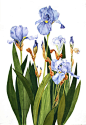 Iris Notecards Set of Five Watercolor Painting Reproductions