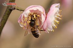 小花xiaohua采集到红梅