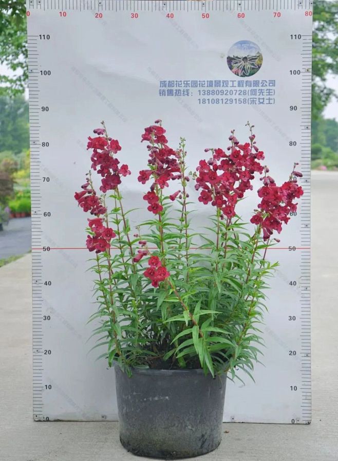 
切花钓钟柳——3加仑