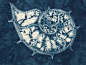 Ammonite by Tela Shibori