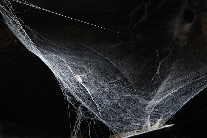 蜘蛛网 (1)