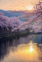 樱花在日出 - 日本
