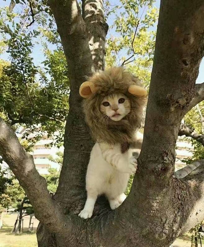 可爱的猫咪狮子