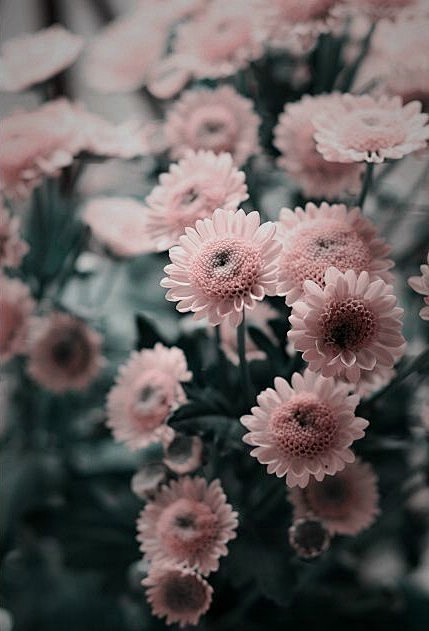 我開花后百花殺。 #小清新# #美景# ...