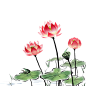 免扣 透明 素材 png 荷叶 莲花 手绘 插画