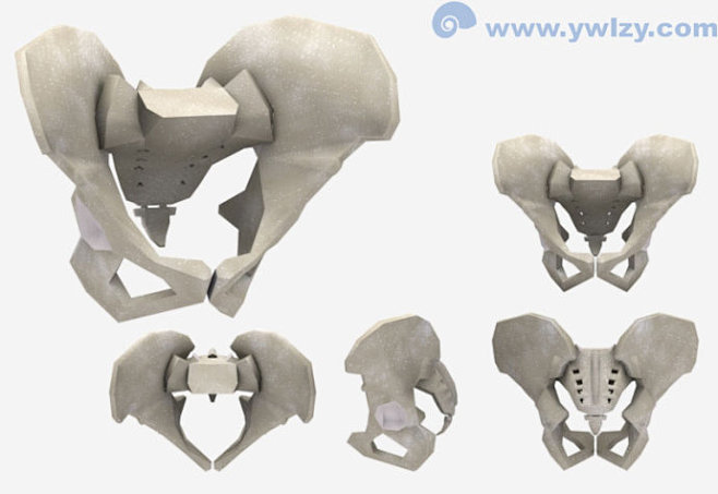 [转载]3Dmax模型——人体解剖（1）
