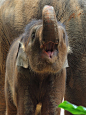 Yawn of the Day