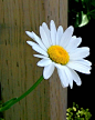 Daisy