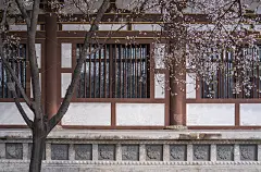中国西安青龙寺，樱花与传统中式屋顶。