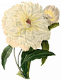 国外手绘植物花朵大全图片_1667x2200
点击浏览下一张：国外手绘植物花朵大全图片