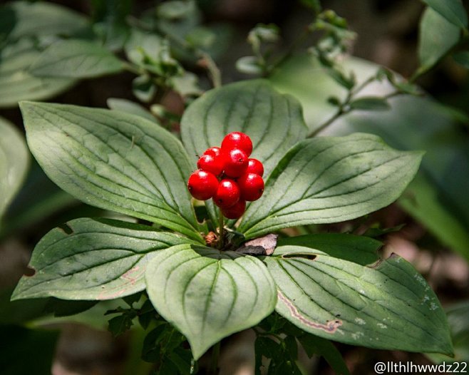 草茱萸(cornus canadensi.