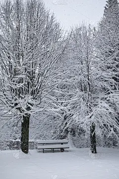 冬天树上美丽的雪