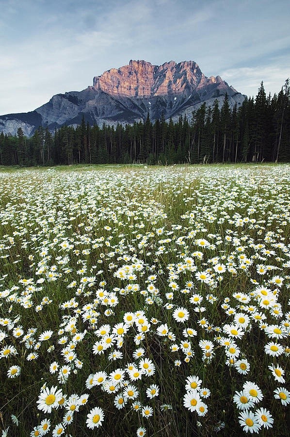 《赏尽繁花》雏菊，班夫国家公园，加拿大阿...