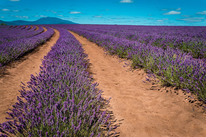 Lavender Farm, Tassi...