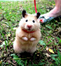 It's a hamster. ON A LEASH. | Animals | Pinterest