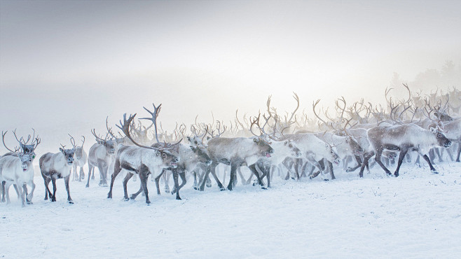 挪威的一群驯鹿 (© Lena Gran...