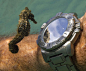 A seahorse inspects a diver's watch（一海马在察看潜水员的手表）