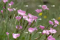 花朵 康乃馨 花壁纸 春天 花卉背景 自然 野生花卉 美丽的花朵