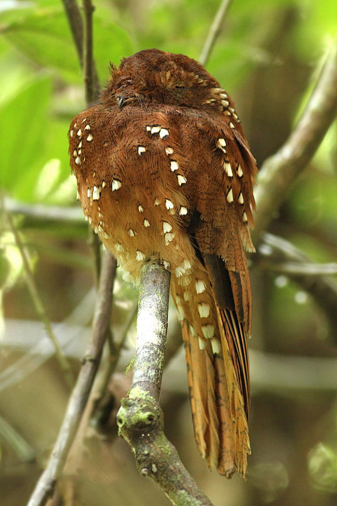 夜鹰目林鸱科林鸱属棕林鸱