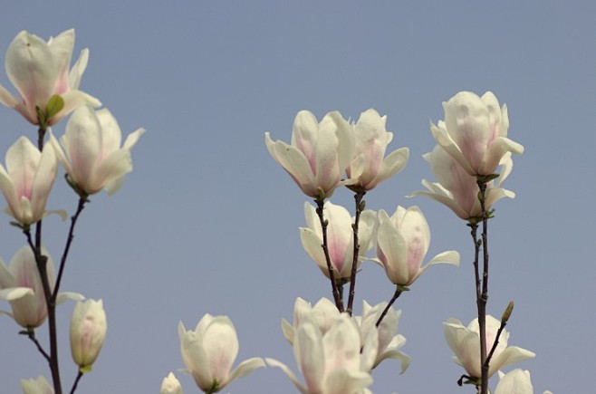 优白二乔玉兰yulaniasoulangeanaalbasuperba