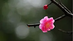 腊梅_冬天_高清花朵_花朵_花_梅花_腊梅朵朵_桌面壁纸_爱壁纸HD