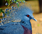 Victoria Crowned Pigeon Non Parrots Pinterest Pigeon and Victoria.