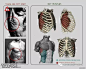 人体结构画法之肩部-胸腔-背部动作参考