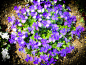 Flower garden on Behance