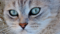 全部尺寸 | REGARD DE CHAT | Flickr - 相片分享！