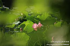 龙沙公园的清晨，让我记住了齐齐哈尔的美丽, 冰城馨子旅游攻略