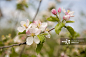 Blossoms and Buds._创意图片