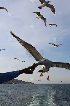 船上的人喂海鸥