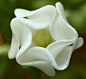 ~Pinwheel Flower~ Crepe Jasmine: 