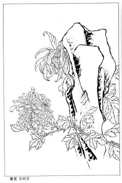江岸野蕊采集到茶花白描
