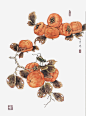 工笔国画柿子免抠素材_新图网 https://ixintu.com 国画 工笔 柿子