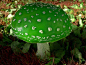 Amanita viridis (rare mushroom) - Steve Reekie @ flickr - Pixdaus