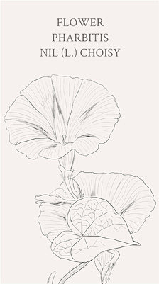 海是倒过来的天👼👼采集到【插画】植物系列