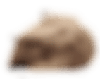 绯羽天明采集到木