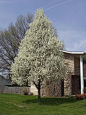 Ornamental Pear Pyrus calleryana - Winter Glow Pear Tree - Evergreen Pear Blerick Trees Buy Online Trees Advanced Trees, Screening Plants, Fruit Trees